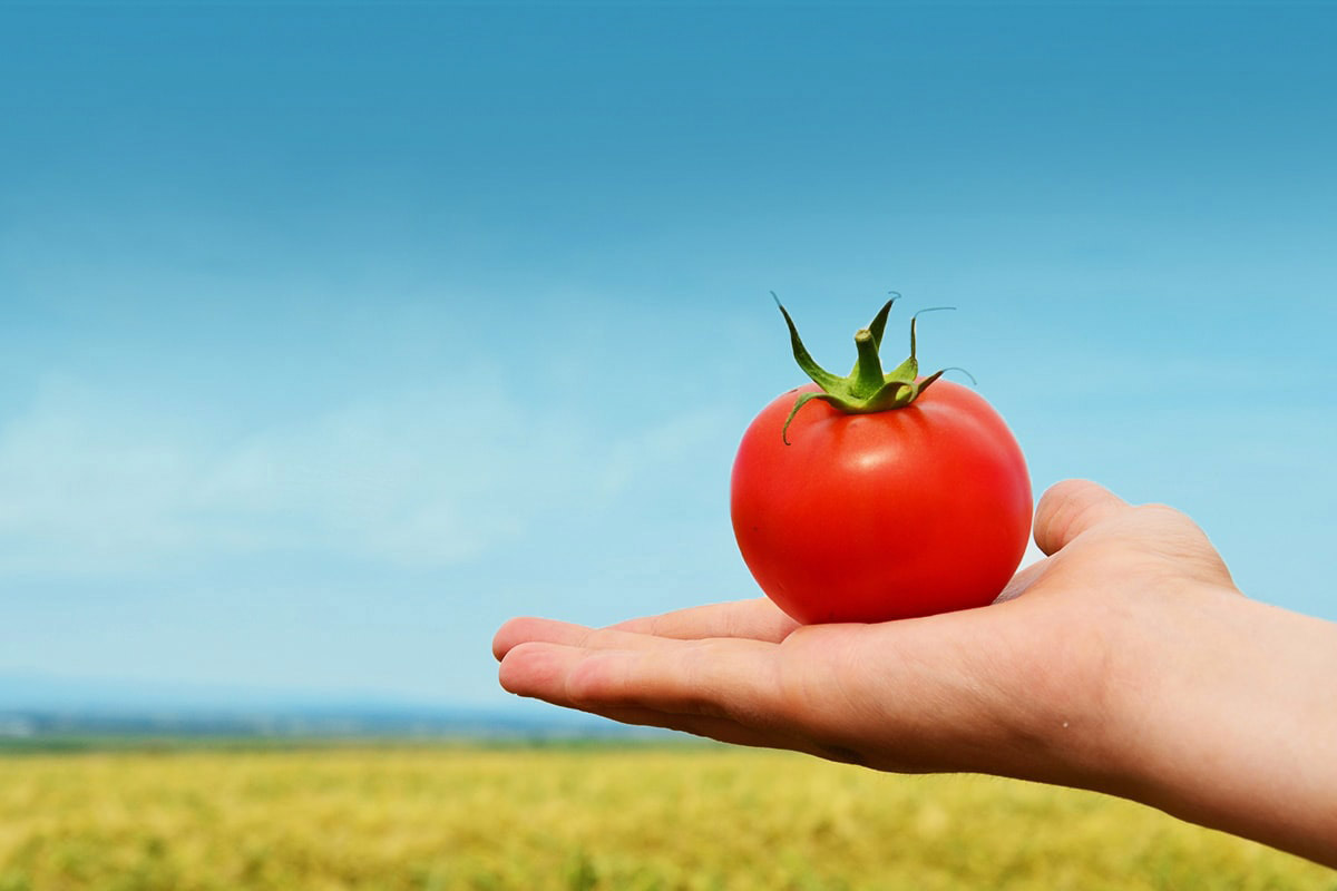 Italian Tomato Pulp