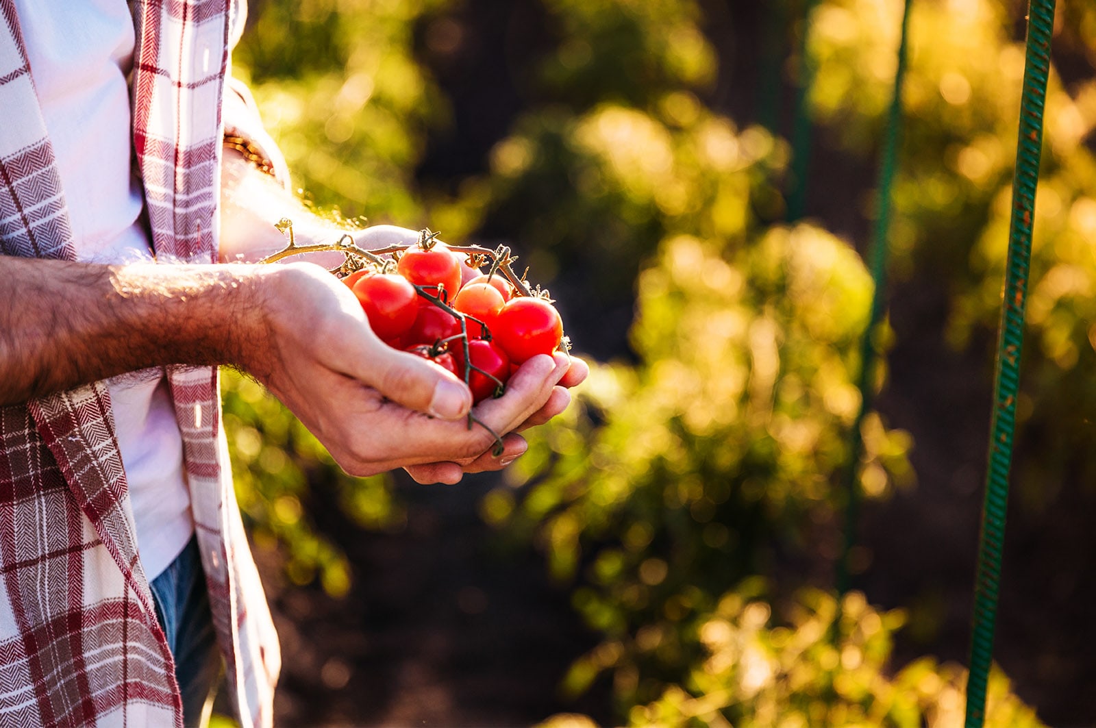 polpa pomodoro steriltom agricoltura bio