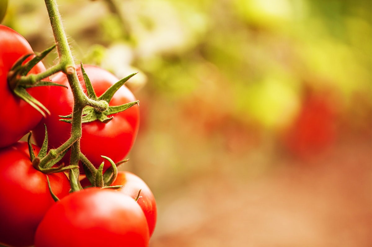 La transformation de la tomate