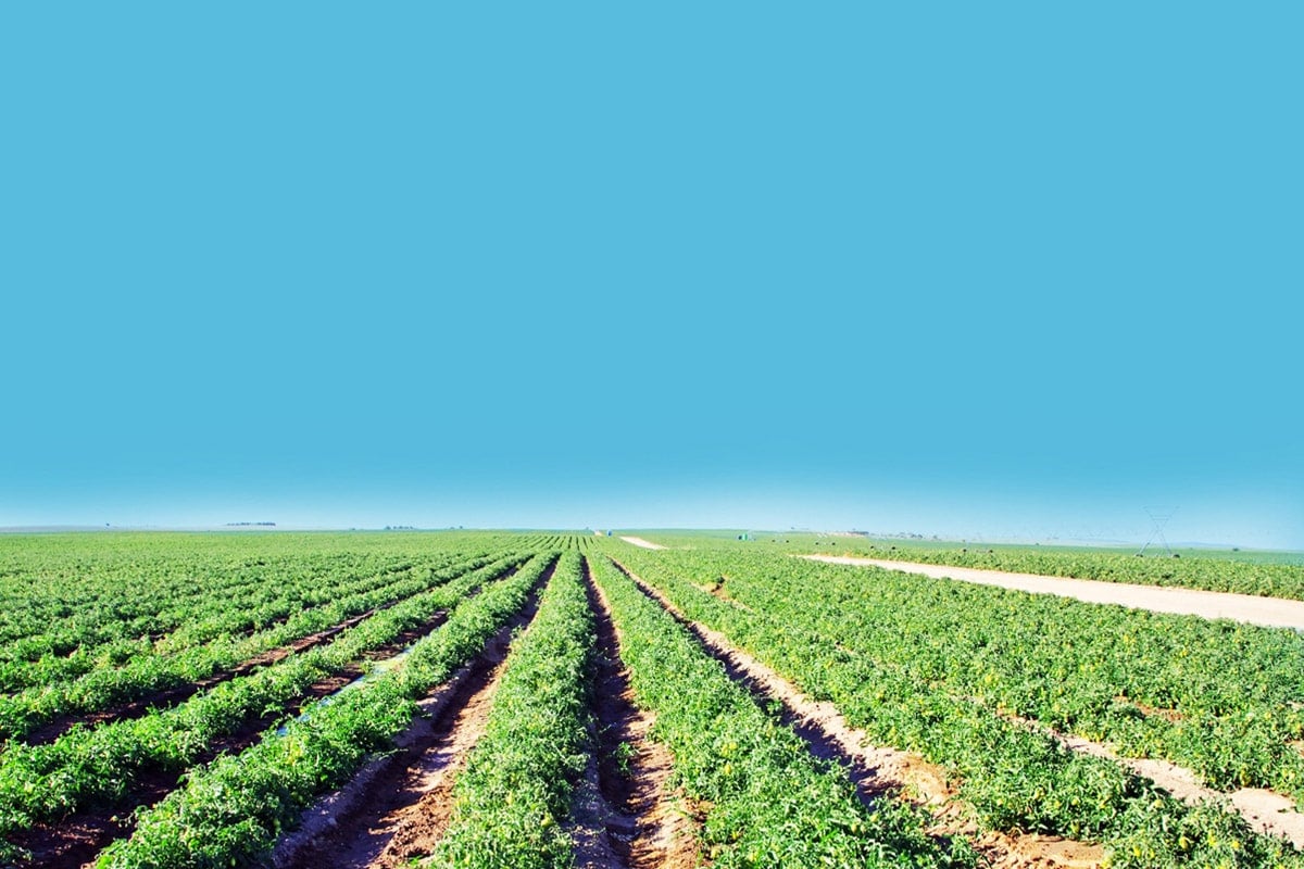 agricoltura sostenibile polpa pomodoro biologica